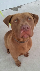 Chinese Shar-Pei-Labrador Retriever Mix Dogs for adoption in Yreka, CA, USA