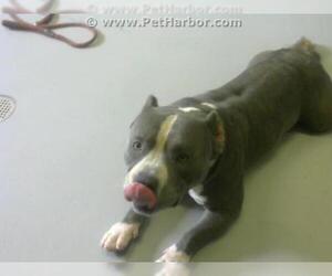 Staffordshire Bull Terrier Dogs for adoption in Corpus Christi, TX, USA