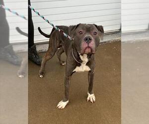 Mutt Dogs for adoption in Louisville, KY, USA