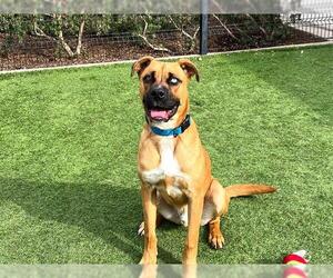 Boxer-Unknown Mix Dogs for adoption in Orange, CA, USA