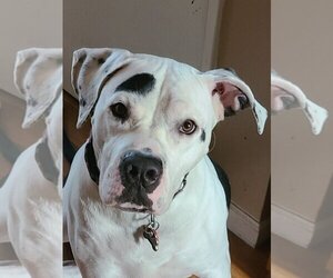 Dogo Argentino-Presa Canario Mix Dogs for adoption in Lake Forest, CA, USA