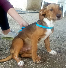 Bagle Hound Dogs for adoption in Phoenix, AZ, USA