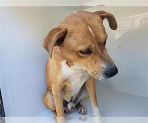 American Pit Bull Terrier-Unknown Mix Dogs for adoption in Houston, TX, USA