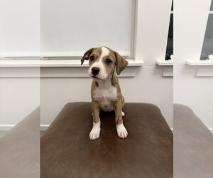 Boxador Dogs for adoption in MIDWAY, UT, USA