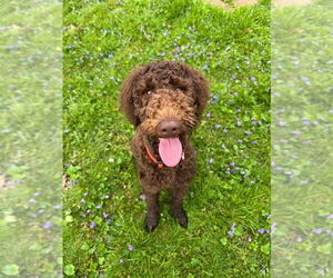 Mutt Dogs for adoption in Germantown, OH, USA