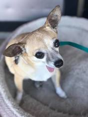 Chihuahua Dogs for adoption in Phoenix , AZ, USA