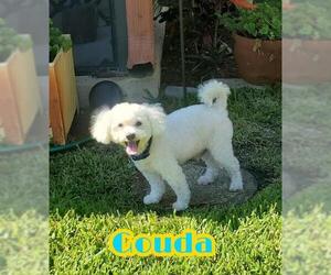 Poochon Dogs for adoption in Plantation, FL, USA