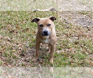 Staffordshire Bull Terrier Dogs for adoption in Ocala, FL, USA