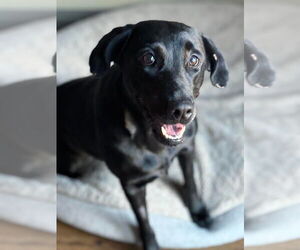 Shepradors Dogs for adoption in Salt Lake City, UT, USA