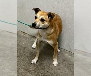 Shiba Inu Dogs for adoption in Rosenberg, TX, USA