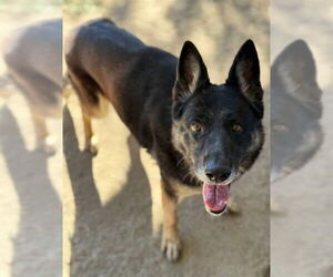 German Shepherd Dog Dogs for adoption in Riverside, CA, USA