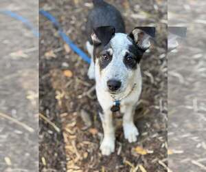 Mutt Dogs for adoption in Paso Robles, CA, USA