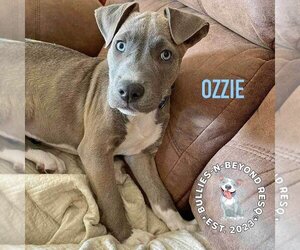 American Pit Bull Terrier-Unknown Mix Dogs for adoption in Omaha, NE, USA