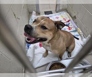 American Pit Bull Terrier-Unknown Mix Dogs for adoption in Decatur, IL, USA