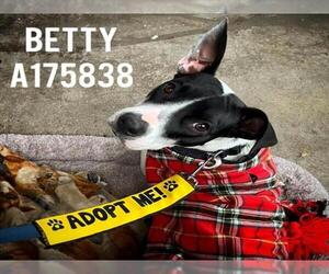 Mutt Dogs for adoption in Tulsa, OK, USA