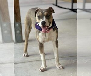 Bullboxer Pit Dogs for adoption in Polson, MT, USA