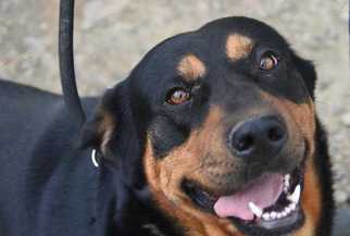 Rottweiler-Unknown Mix Dogs for adoption in Dodson, MT, USA