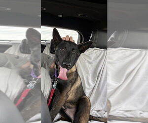 Mutt Dogs for adoption in Imlay City, MI, USA