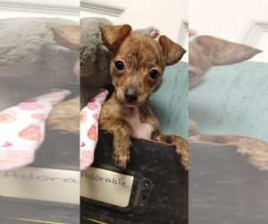 Mutt Dogs for adoption in La Verne , CA, USA