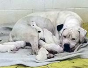 American Bulldog Dogs for adoption in Chantilly, VA, USA