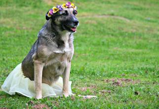 Medium Photo #1 Norwegian Elkhound-Unknown Mix Puppy For Sale in Blakeslee, PA, USA