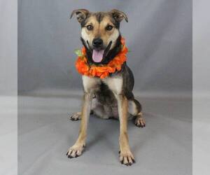 Mutt Dogs for adoption in Shelburne, VT, USA