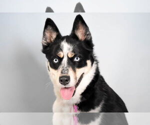 Siberian Husky-Unknown Mix Dogs for adoption in Fort Collins, CO, USA