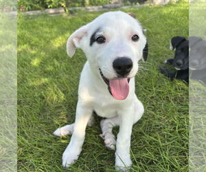 Labrador Retriever-Unknown Mix Dogs for adoption in Fargo, ND, USA