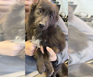 Australian Shepherd-Pomeranian Mix Dogs for adoption in Grafton, WI, USA