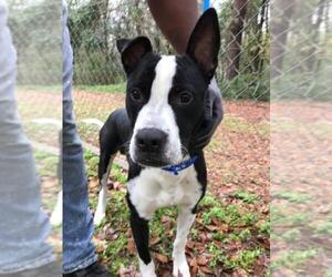 Boxer Dogs for adoption in Rockaway, NJ, USA