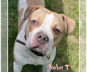 Boxer Dogs for adoption in Mason, MI, USA