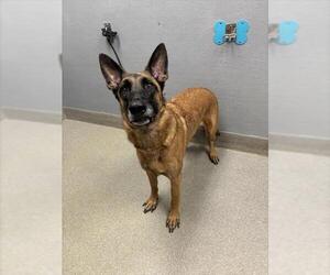 Mutt Dogs for adoption in Las Vegas, NV, USA