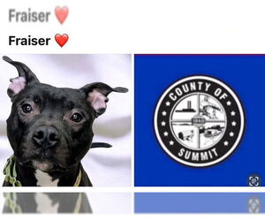 American Pit Bull Terrier Dogs for adoption in Akron, OH, USA