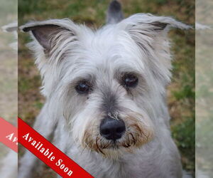 Mutt Dogs for adoption in Huntley, IL, USA