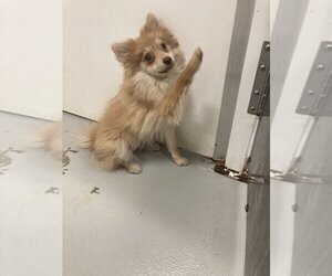 Pomeranian Dogs for adoption in Studio City, CA, USA