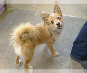Cairn Terrier Dogs for adoption in Sacramento, CA, USA