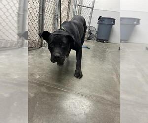 Staffordshire Bull Terrier-Unknown Mix Dogs for adoption in Rosenberg, TX, USA