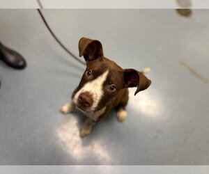 Medium Photo #1 Mutt Puppy For Sale in Denver, CO, USA