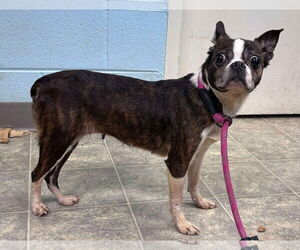 Boston Terrier Dogs for adoption in Rustburg, VA, USA