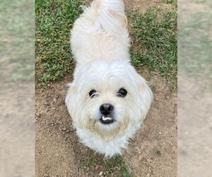 Mal-Shi Dogs for adoption in Ventura, CA, USA