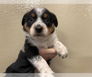 Australian Shepherd-Unknown Mix Dogs for adoption in Modesto, CA, USA
