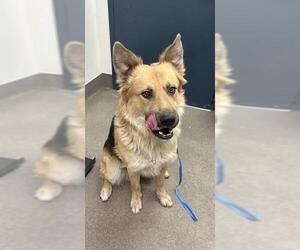 German Shepherd Dog Dogs for adoption in HESPERIA, CA, USA