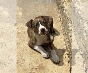 Mutt Dogs for adoption in Greenville, SC, USA