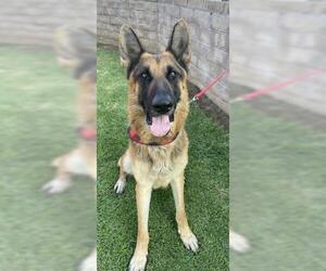 German Shepherd Dog Dogs for adoption in Redlands, CA, USA