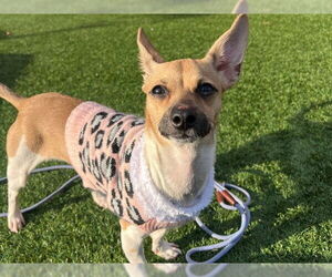 Chihuahua Dogs for adoption in Redwood City, CA, USA