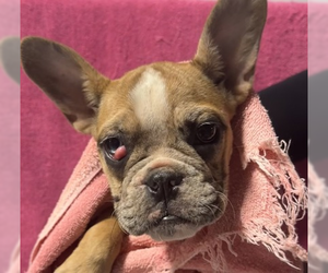 French Bulldog-Unknown Mix Dogs for adoption in Woodbury, NY, USA