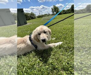 Golden Pyrenees Dogs for adoption in Croydon, NH, USA