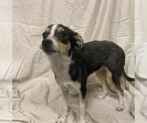 Chihuahua-Unknown Mix Dogs for adoption in Modesto, CA, USA