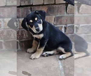 Borador Dogs for adoption in OKLAHOMA CITY, OK, USA