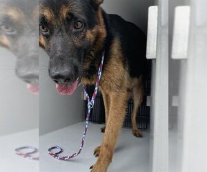 German Shepherd Dog Dogs for adoption in Houston, TX, USA